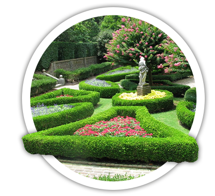 Жимолость шапкова / Lonicera pileata